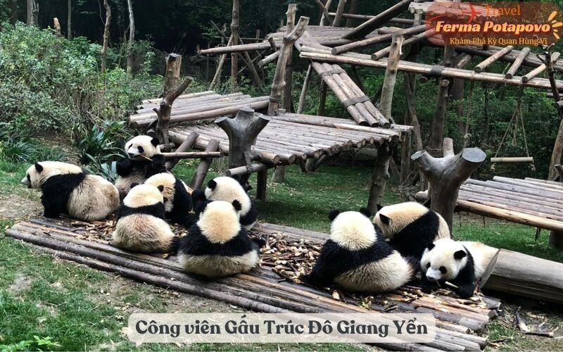 Công viên Gấu Trúc Đô Giang Yển