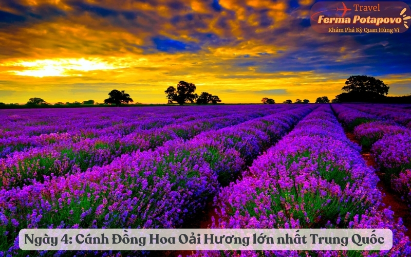 Ngày 4: Cánh Đồng Hoa Oải Hương lớn nhất Trung Quốc