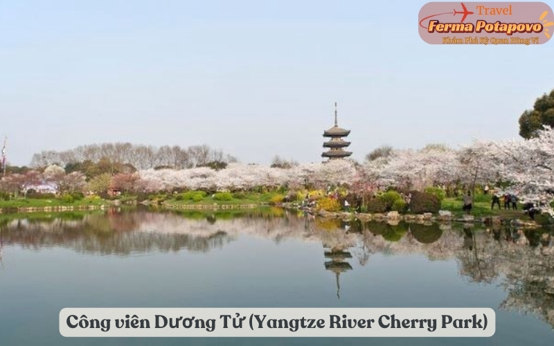 Công viên Dương Tử (Yangtze River Cherry Park)