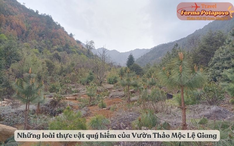 Những loài thực vật quý hiếm và đặc trưng của Vườn Thảo Mộc Lệ Giang